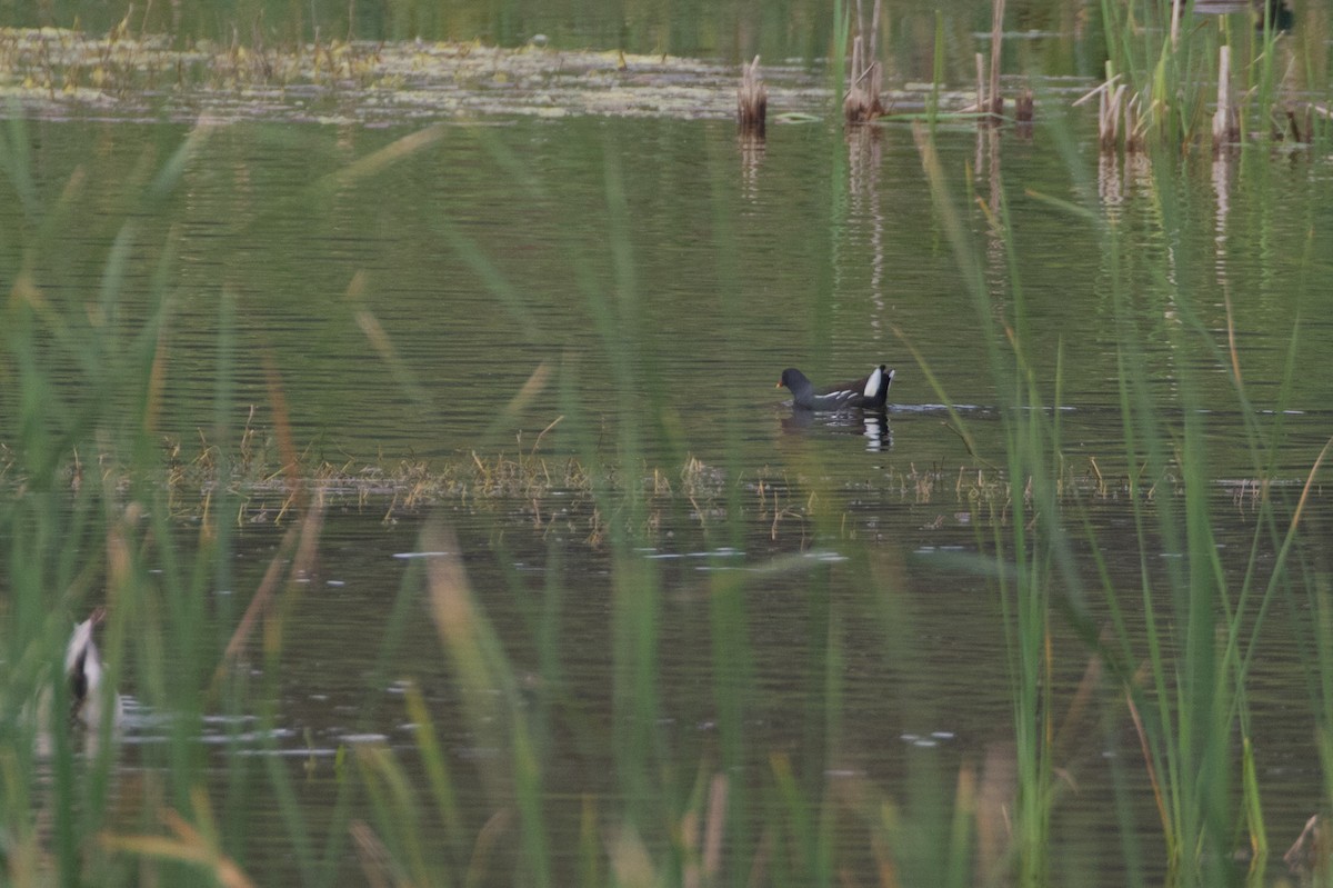 Eurasian Moorhen - ML618222021