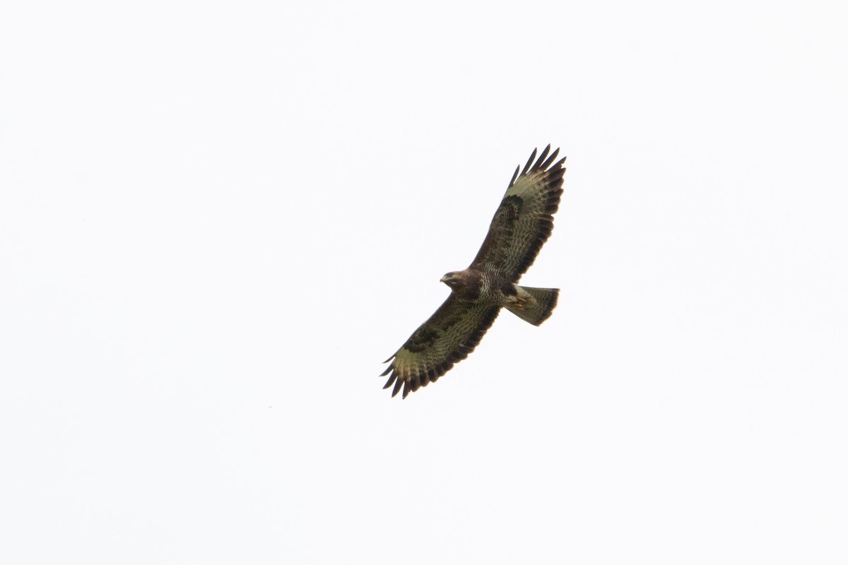 Common Buzzard - ML618222022