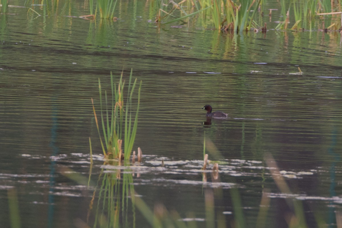 Little Grebe - ML618222031