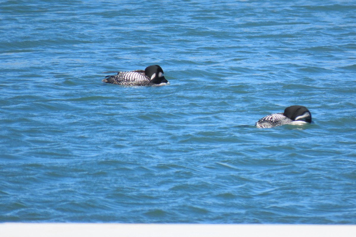 Common Loon - Leslie Flint