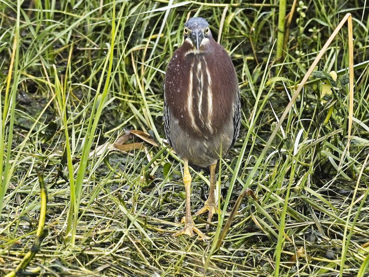 Green Heron - Daniel Richards