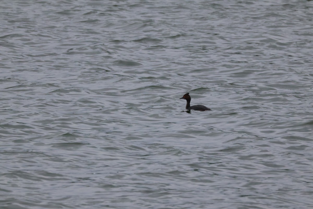 Eared Grebe - Julia Nadeau Gneckow