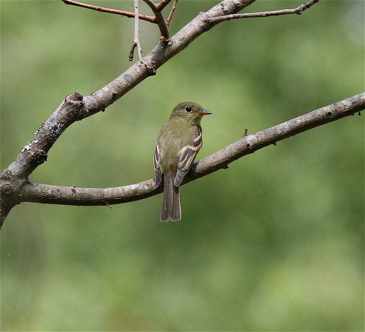 Acadian Flycatcher - Robert Wallace