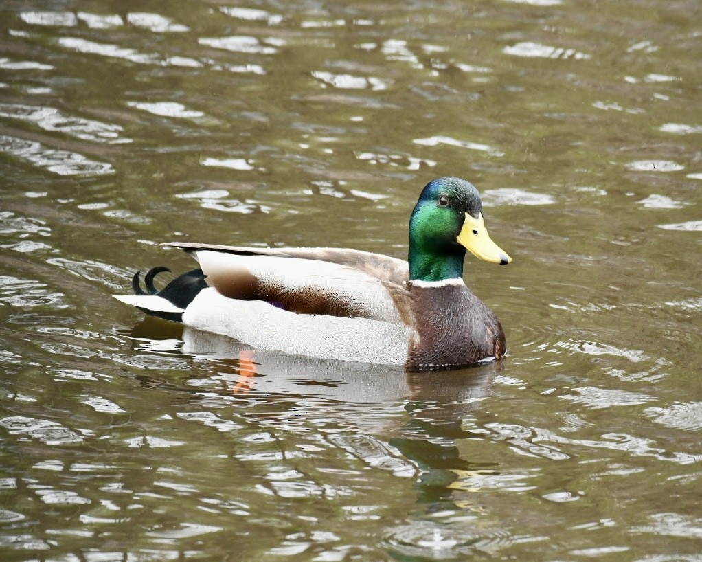 Mallard - Heather Pickard