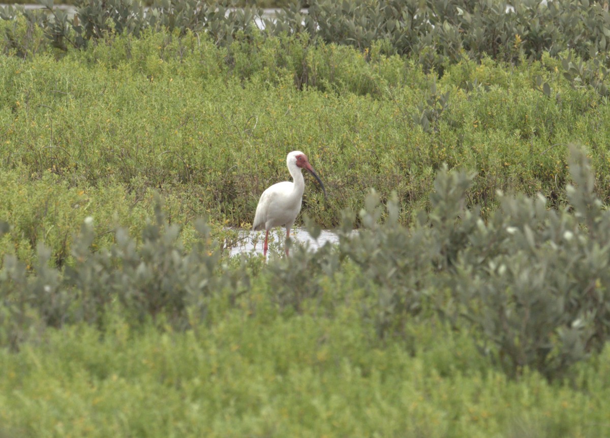 White Ibis - Daniel Richards