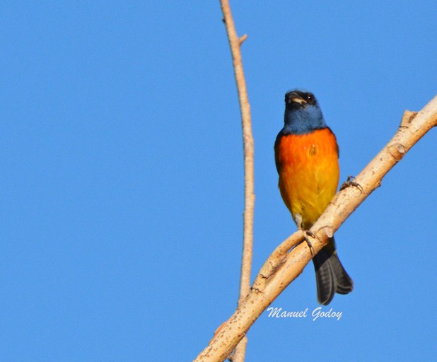 Blue-and-yellow Tanager - Manuel Godoy