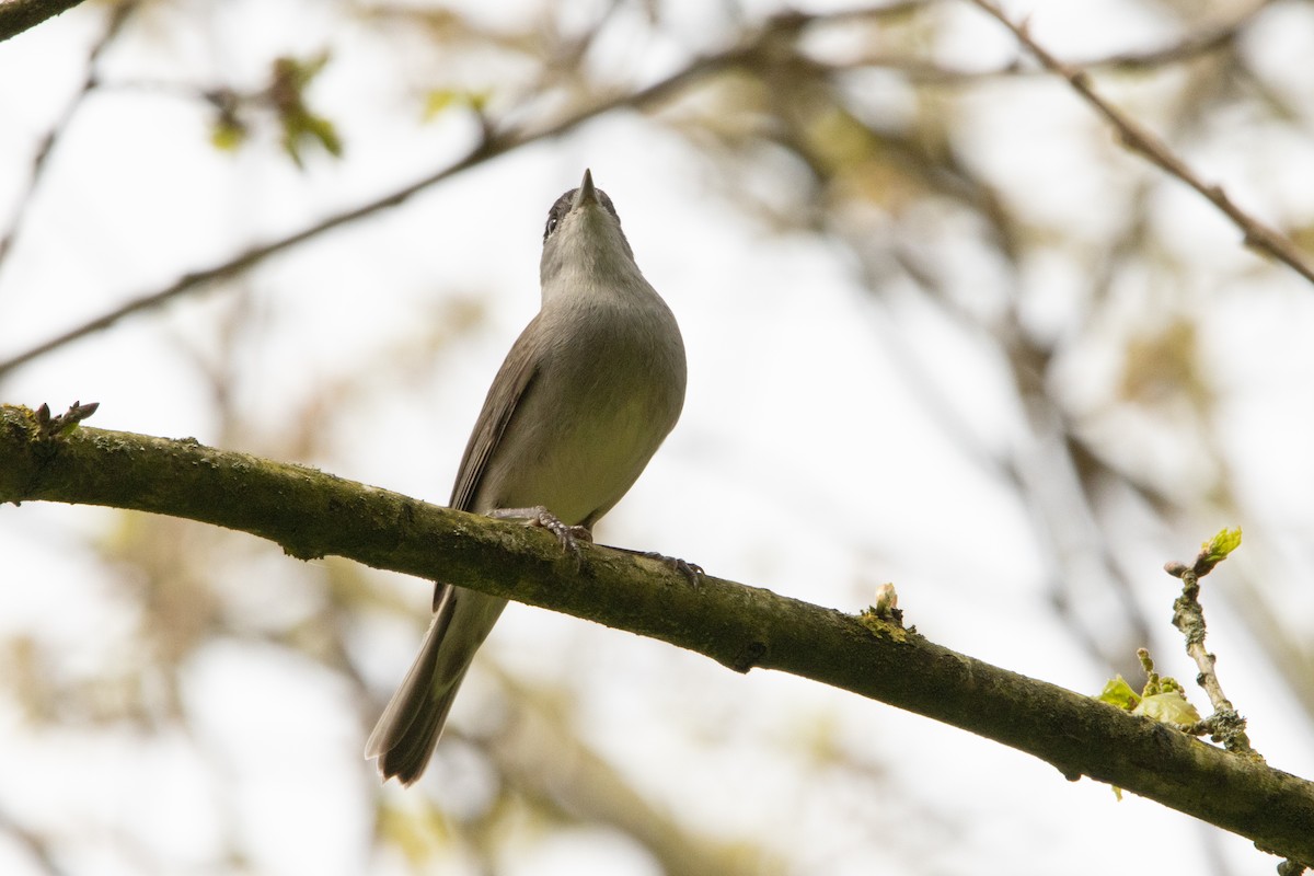 Eurasian Blackcap - ML618222089