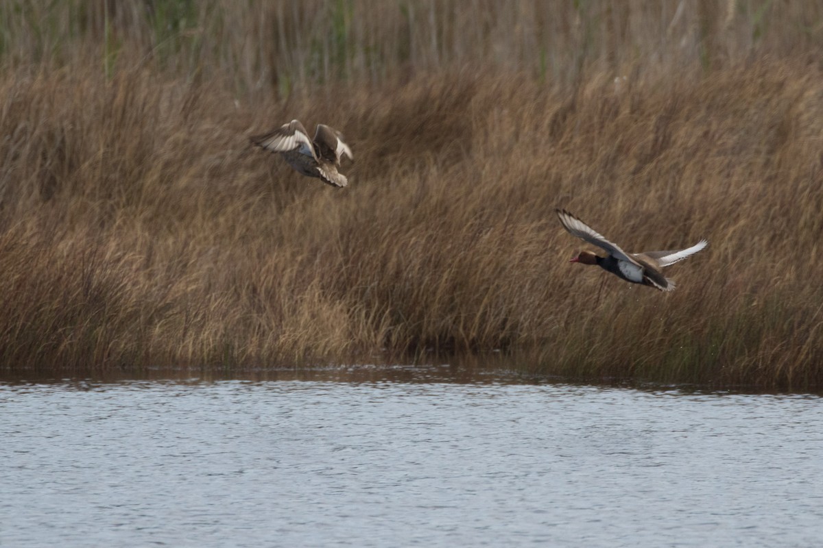 Red-crested Pochard - ML618222109