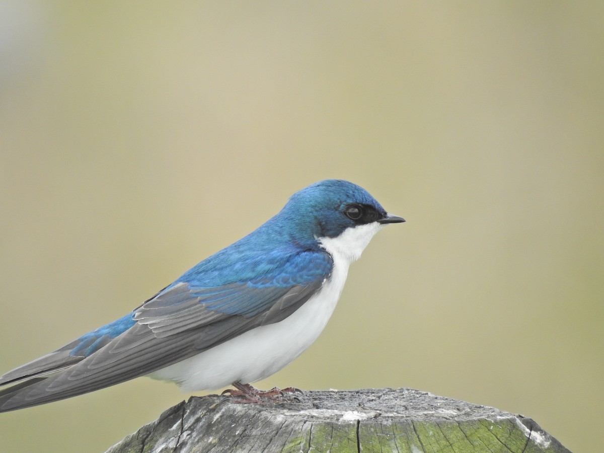 Tree Swallow - Jeff Goff