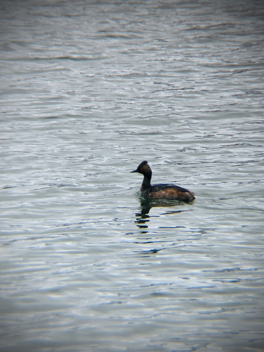 Eared Grebe - Lincoln Wilmoth