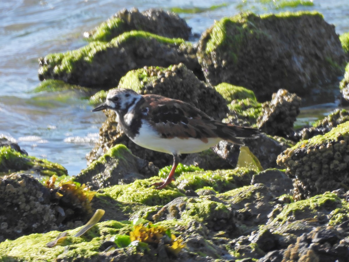 Ruddy Turnstone - Zac Denning