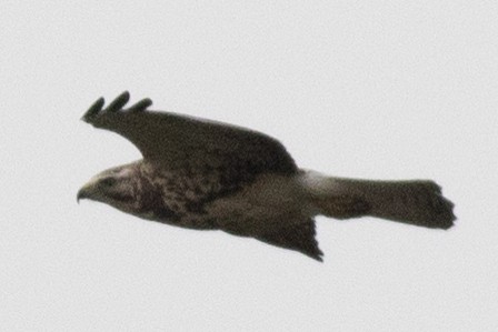 Swainson's Hawk - David Brown