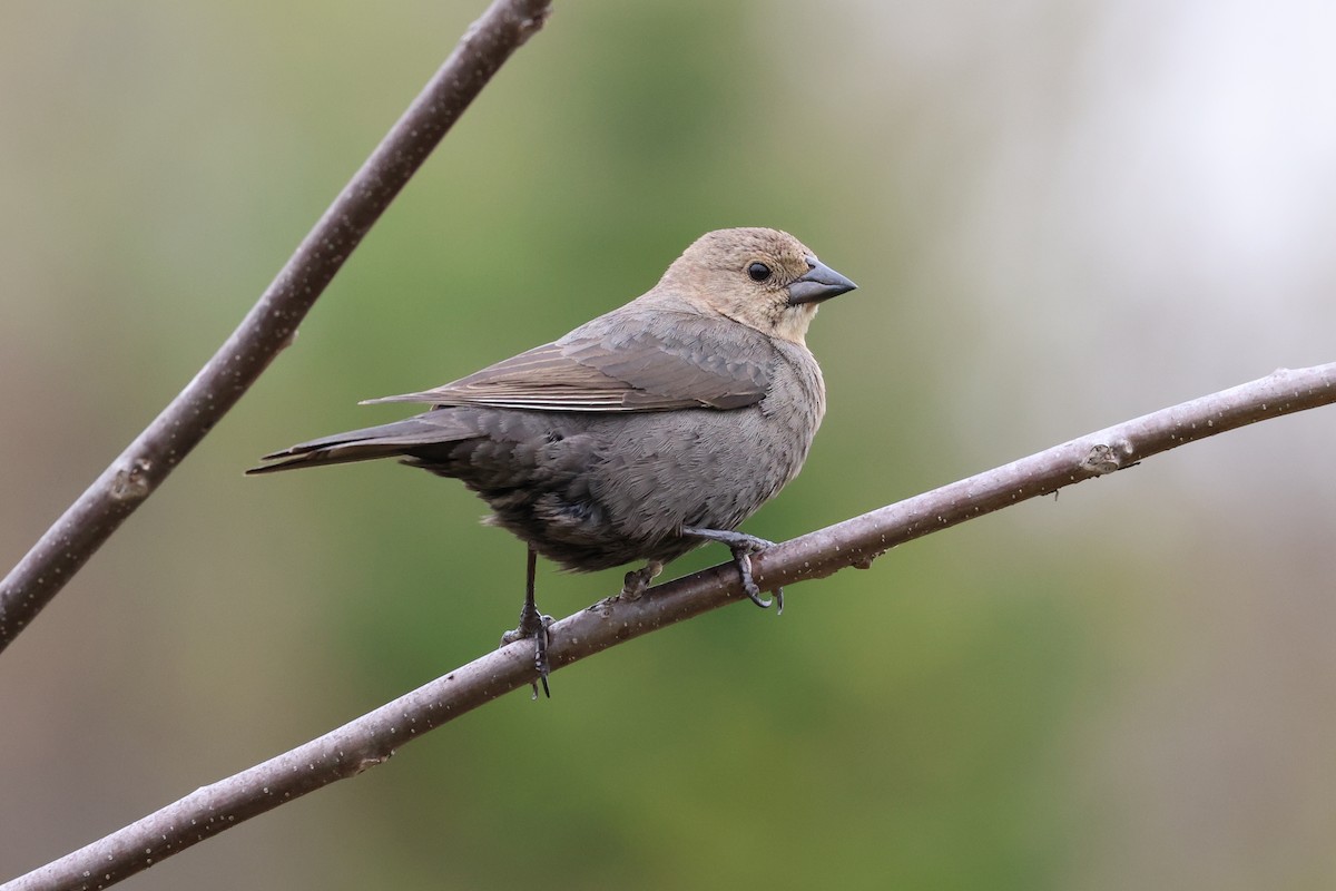 Brown-headed Cowbird - Cathy Brown