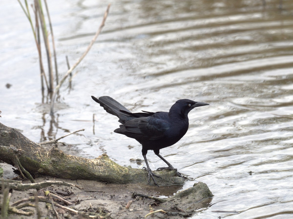 Great-tailed Grackle (Great-tailed) - ML618222177