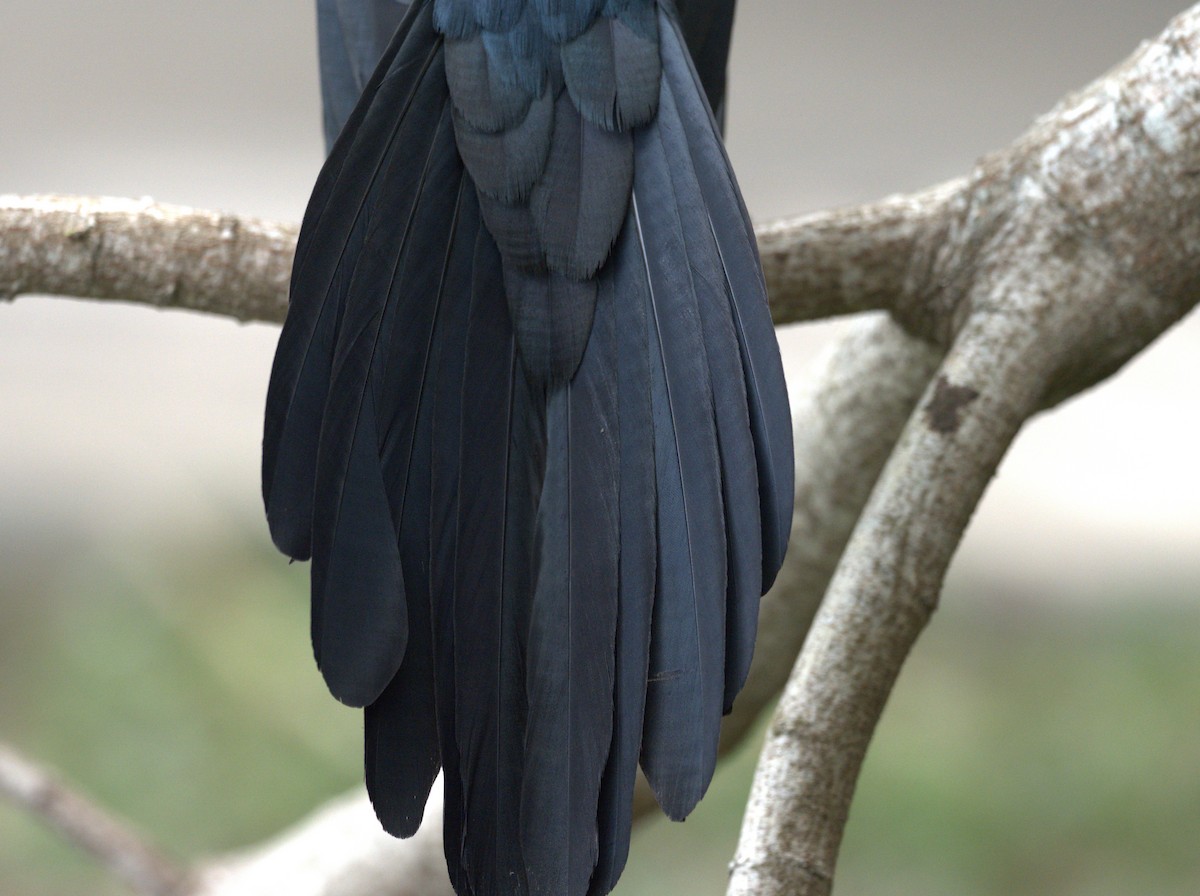 Great-tailed Grackle (Great-tailed) - Daniel Richards