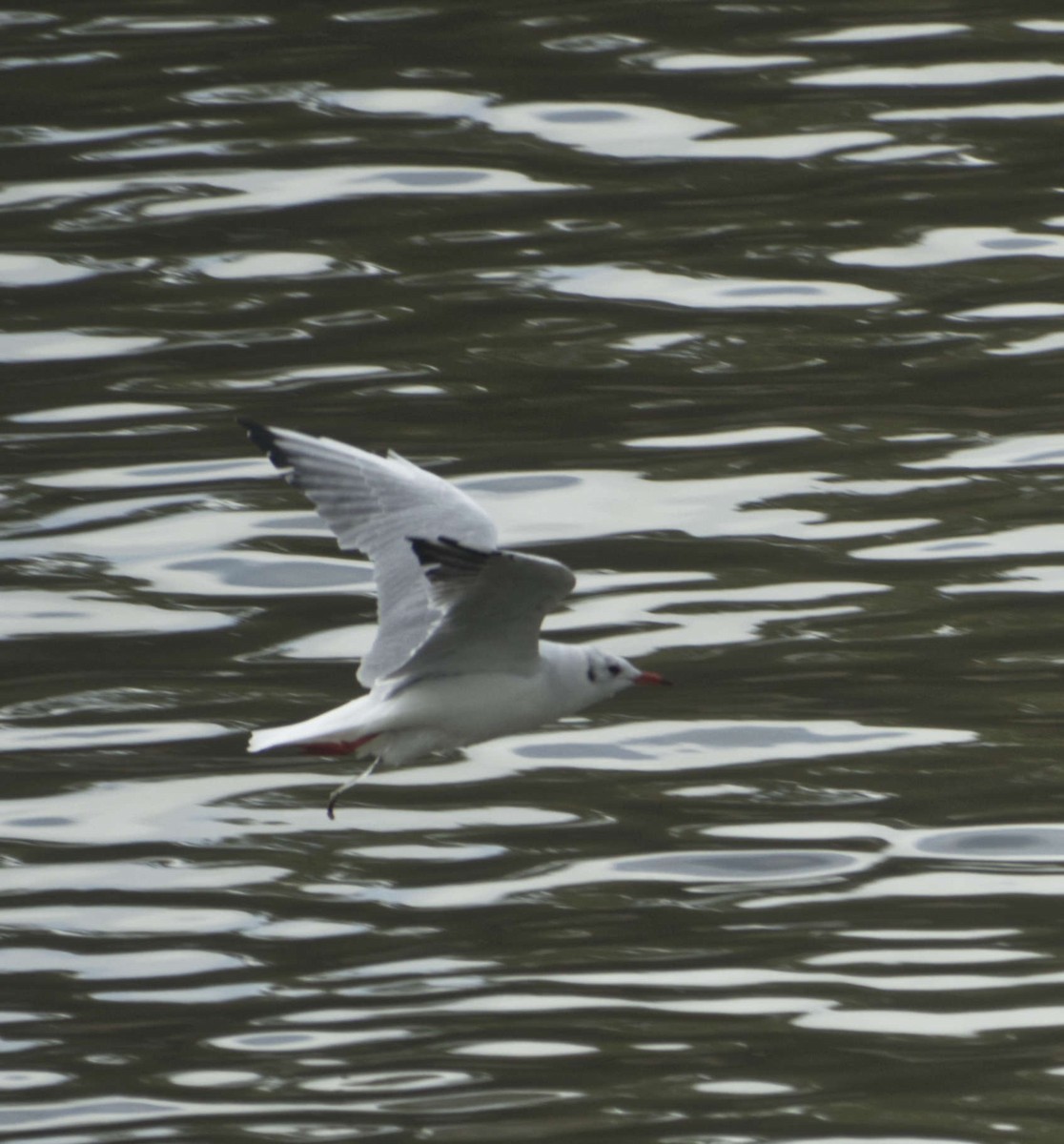 Black-headed Gull - Robin Rowland