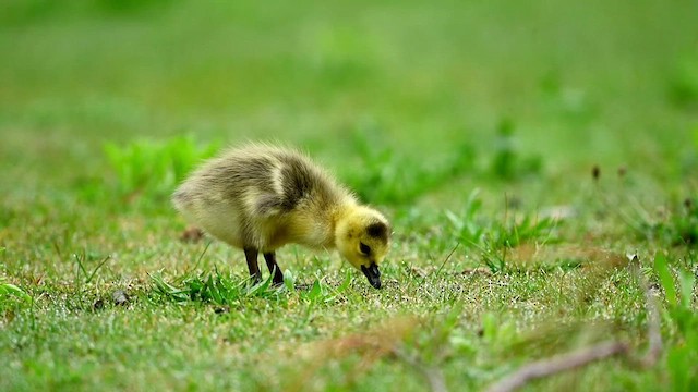 Canada Goose - ML618222221