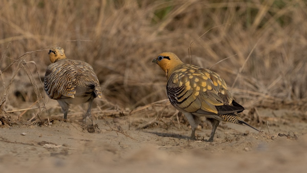 Pin-tailed Sandgrouse - Nasir Almehrzi