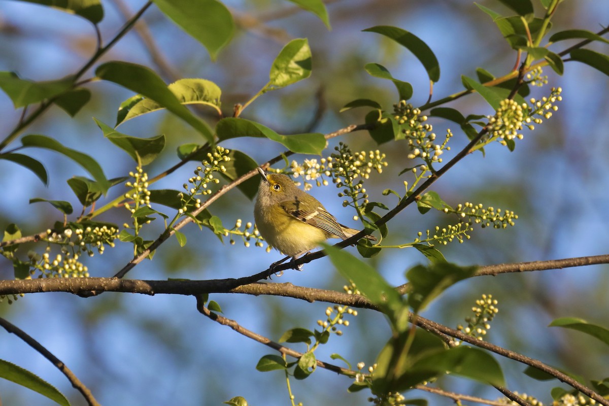 White-eyed Vireo - ML618222225