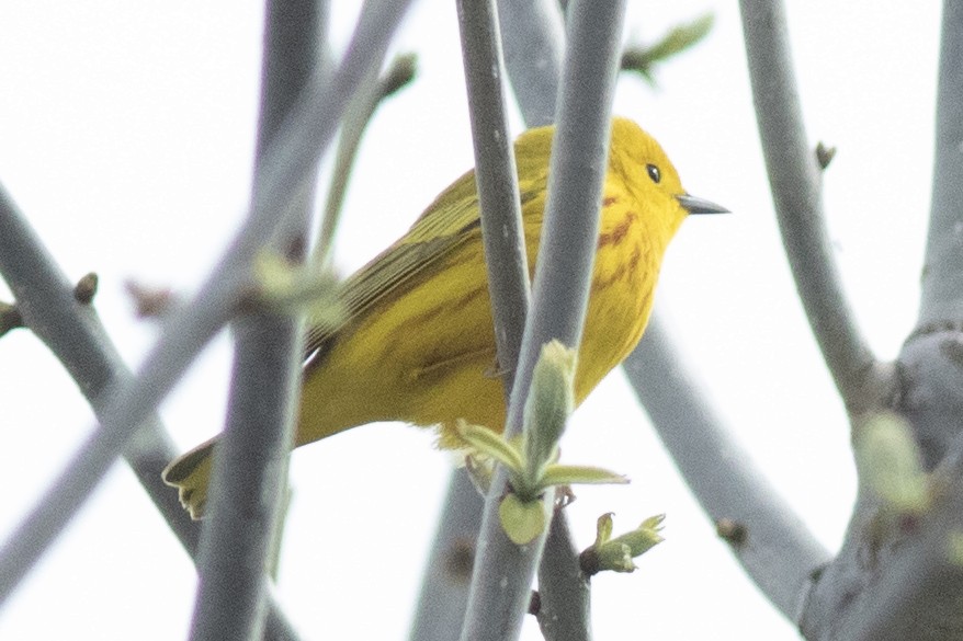 Yellow Warbler (Northern) - David Brown