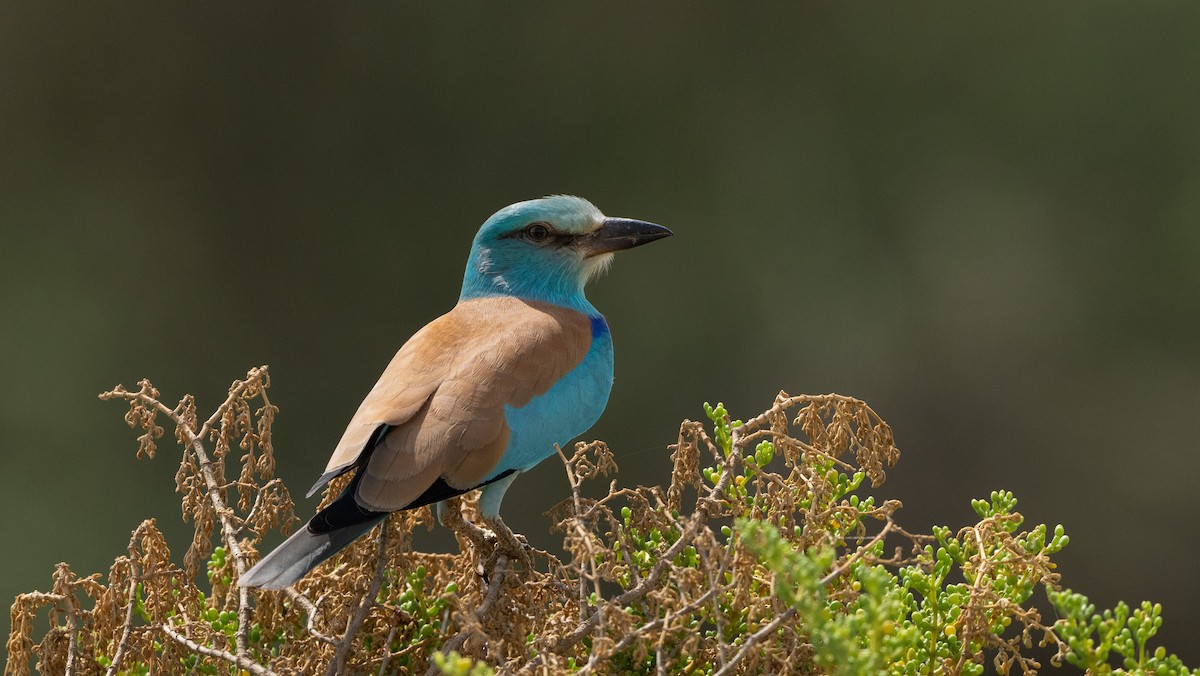 European Roller - Nasir Almehrzi