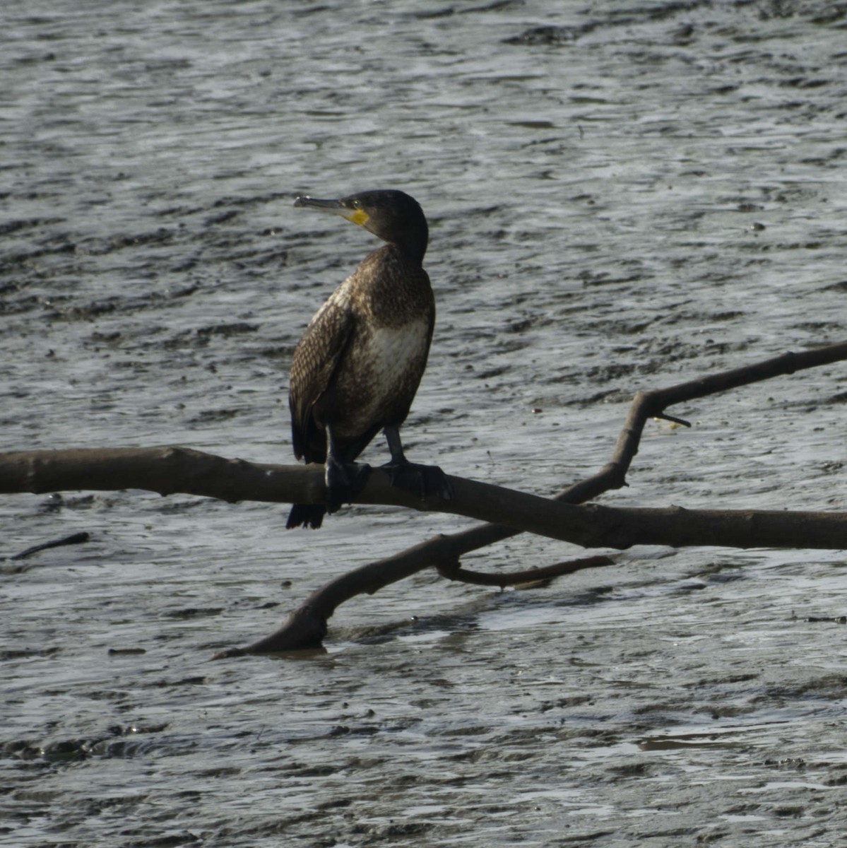 Great Cormorant - Robin Rowland