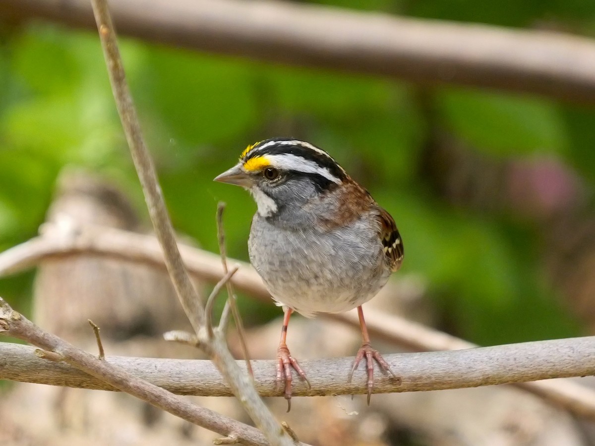 White-throated Sparrow - Tim Boucher