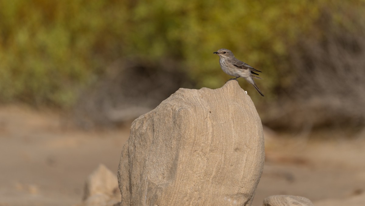 Spotted Flycatcher - Nasir Almehrzi