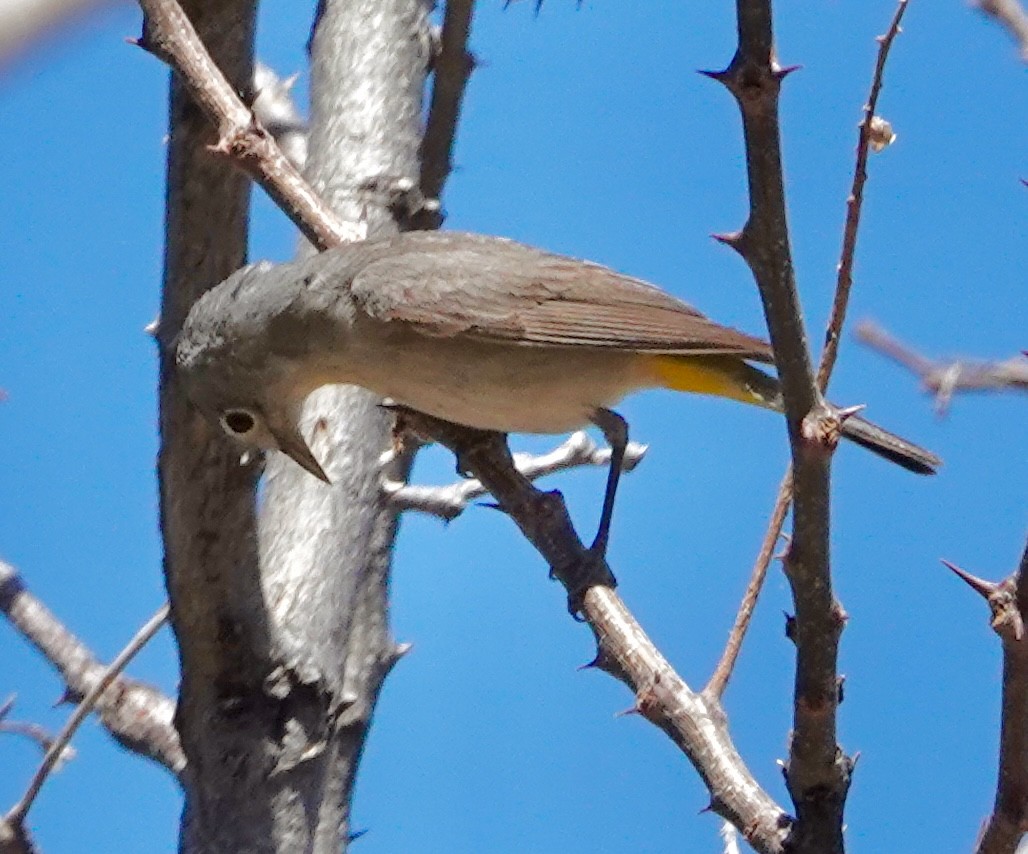 Virginia's Warbler - Seth Ausubel