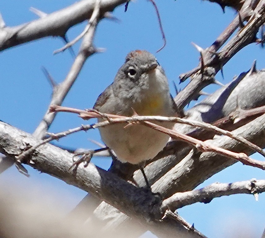 Virginia's Warbler - Seth Ausubel