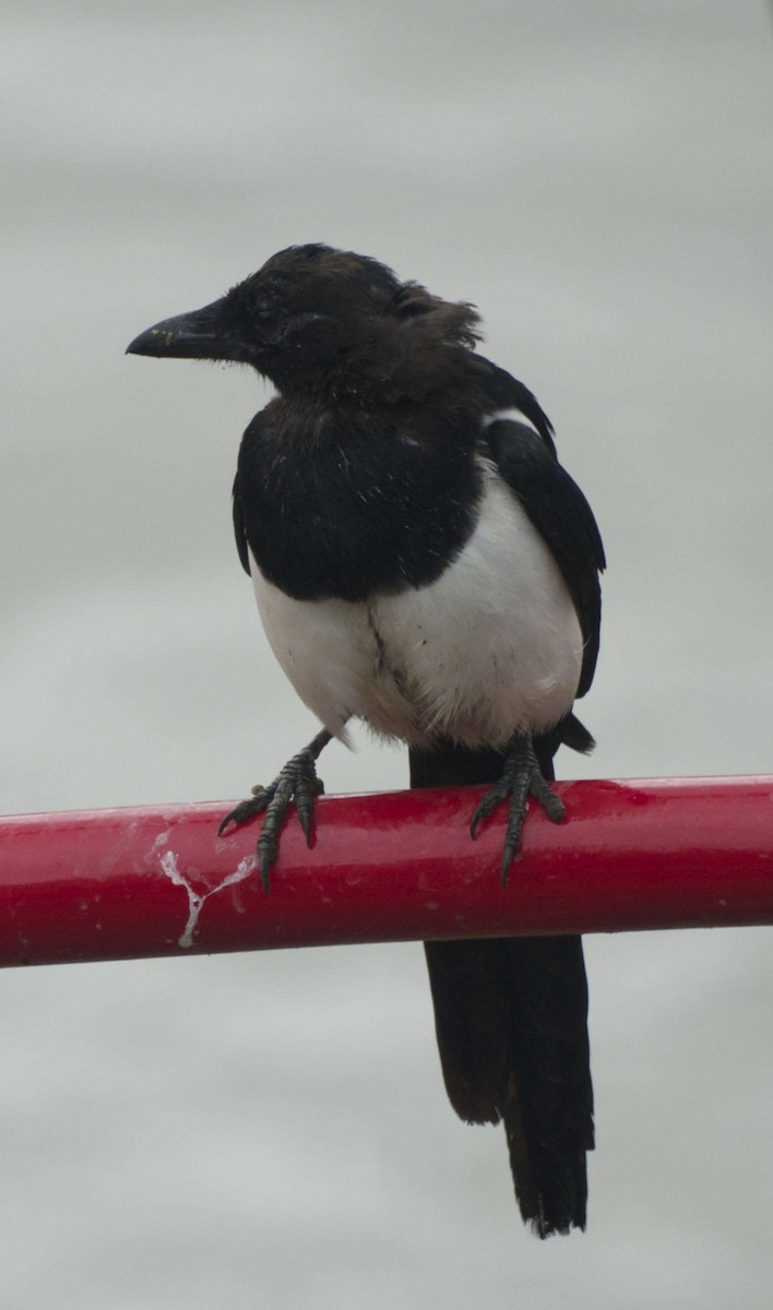 Eurasian Magpie - Robin Rowland