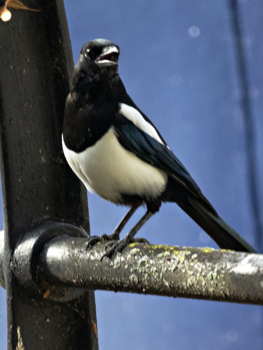 Eurasian Magpie - Robin Rowland