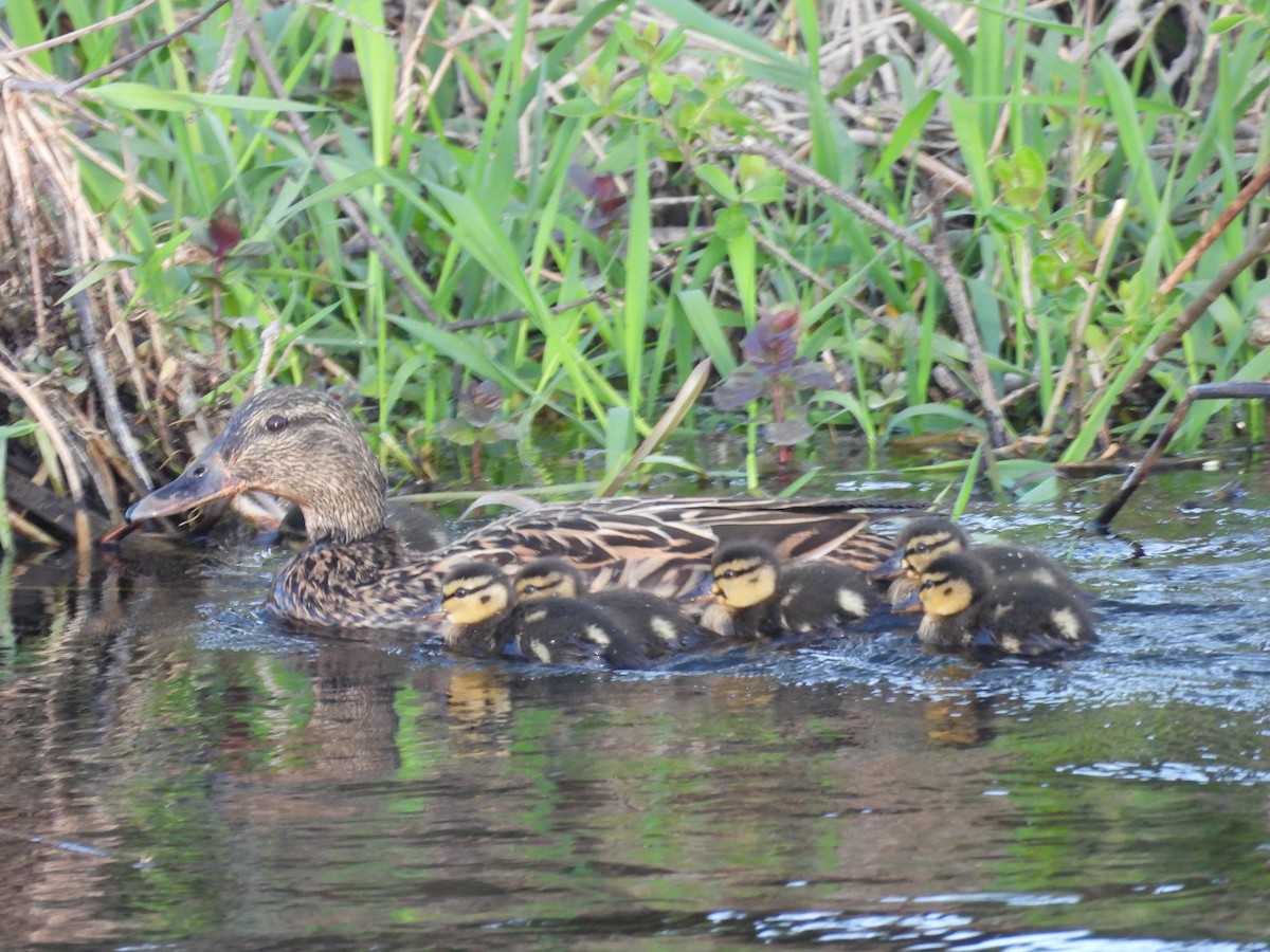 Mallard - Sean Whelan