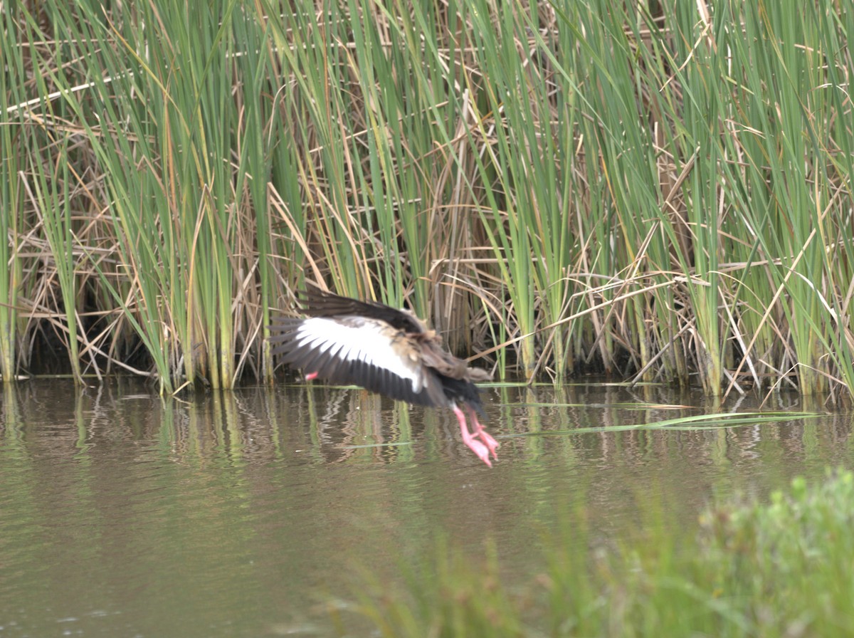 Black-bellied Whistling-Duck (fulgens) - Daniel Richards