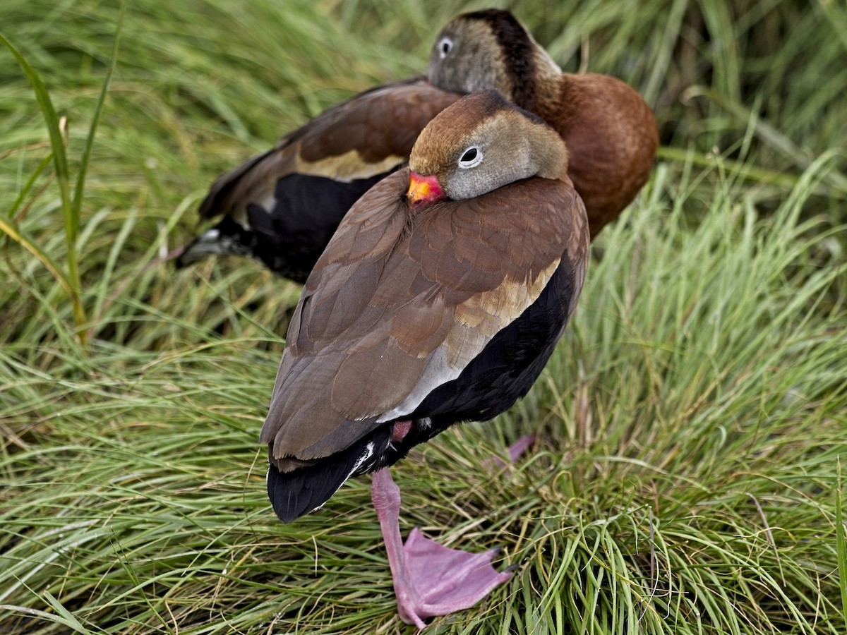 Black-bellied Whistling-Duck (fulgens) - Daniel Richards