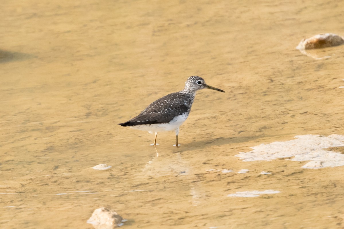 Solitary Sandpiper - Victor Gamez