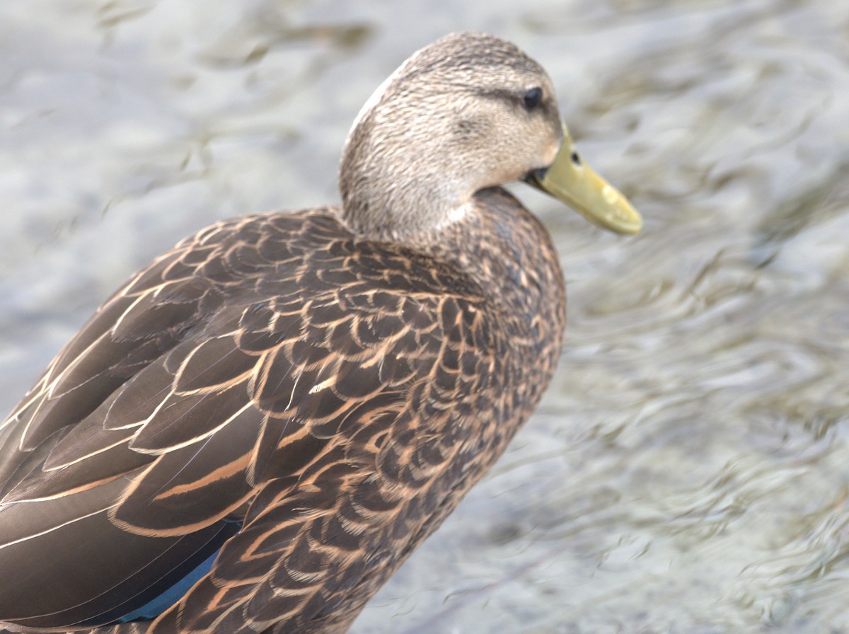 Mottled Duck (Gulf Coast) - Daniel Richards