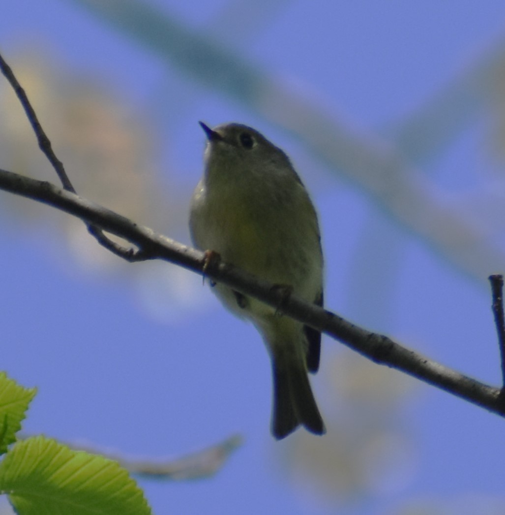 Ruby-crowned Kinglet - Luis Munoz