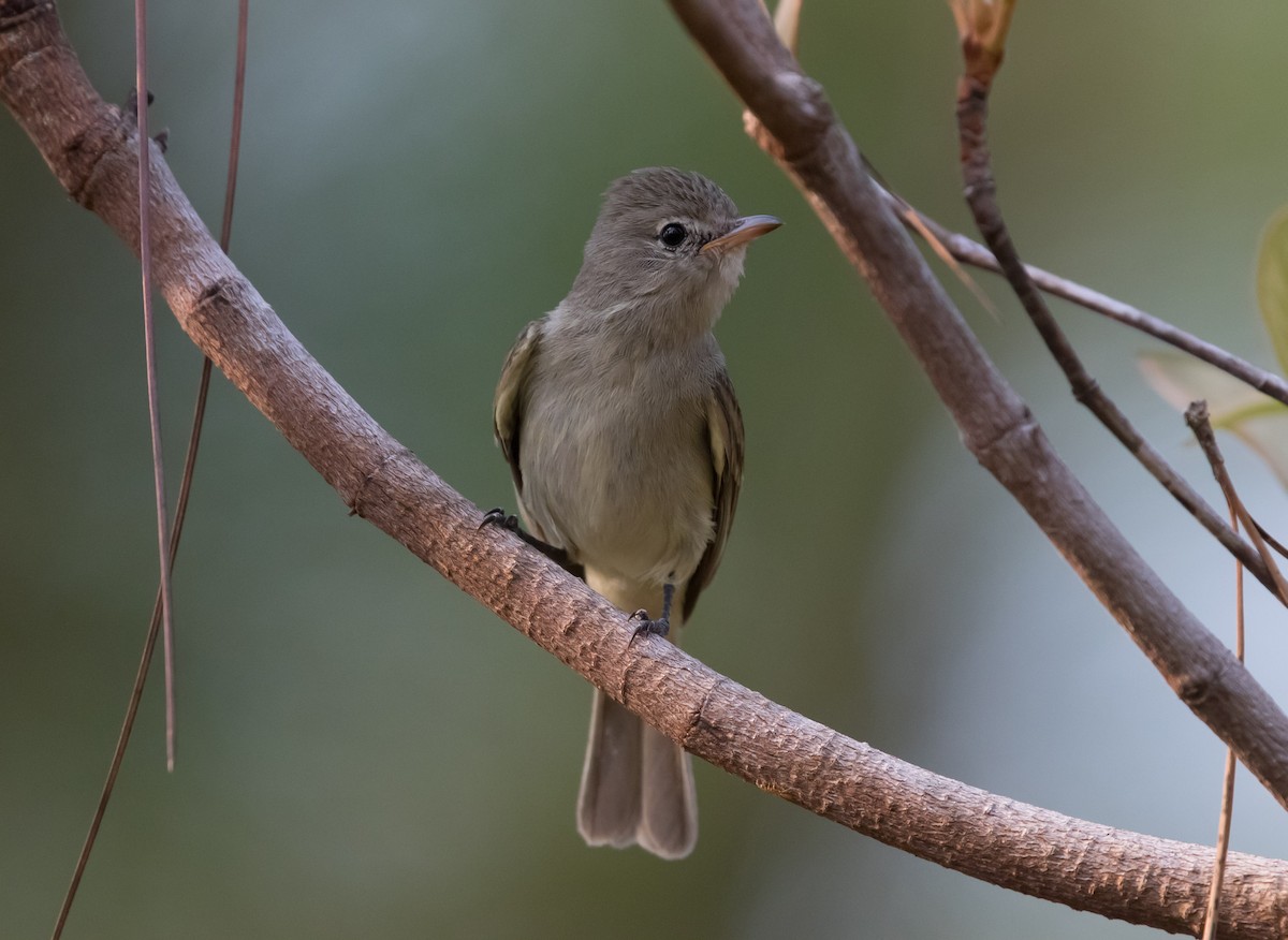 Northern Beardless-Tyrannulet - ML618222367