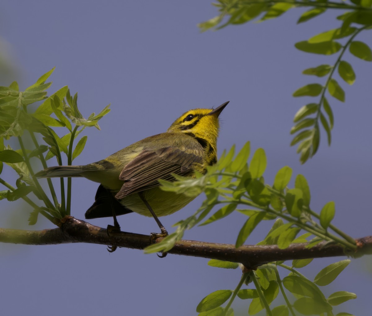 Prairie Warbler - Lisa Klepacz