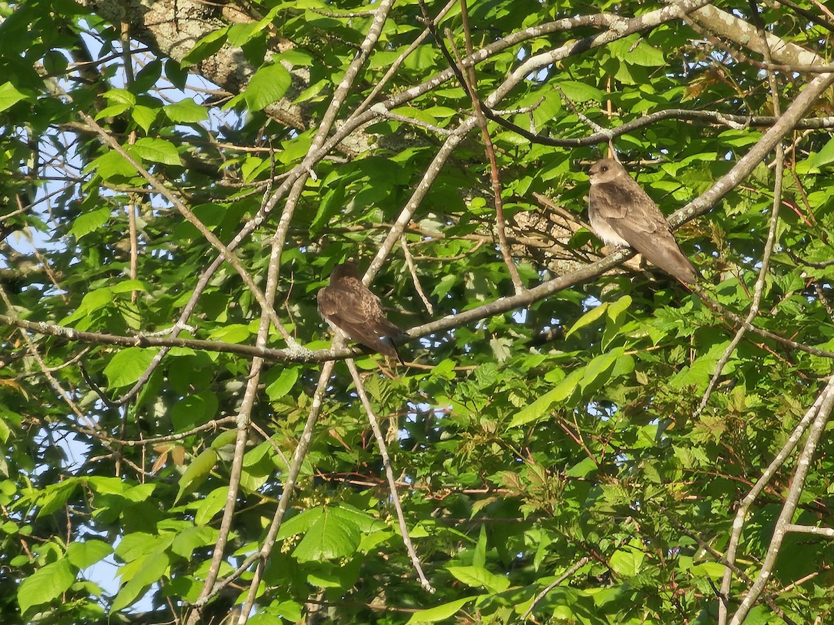 Northern Rough-winged Swallow - Rich Cumming