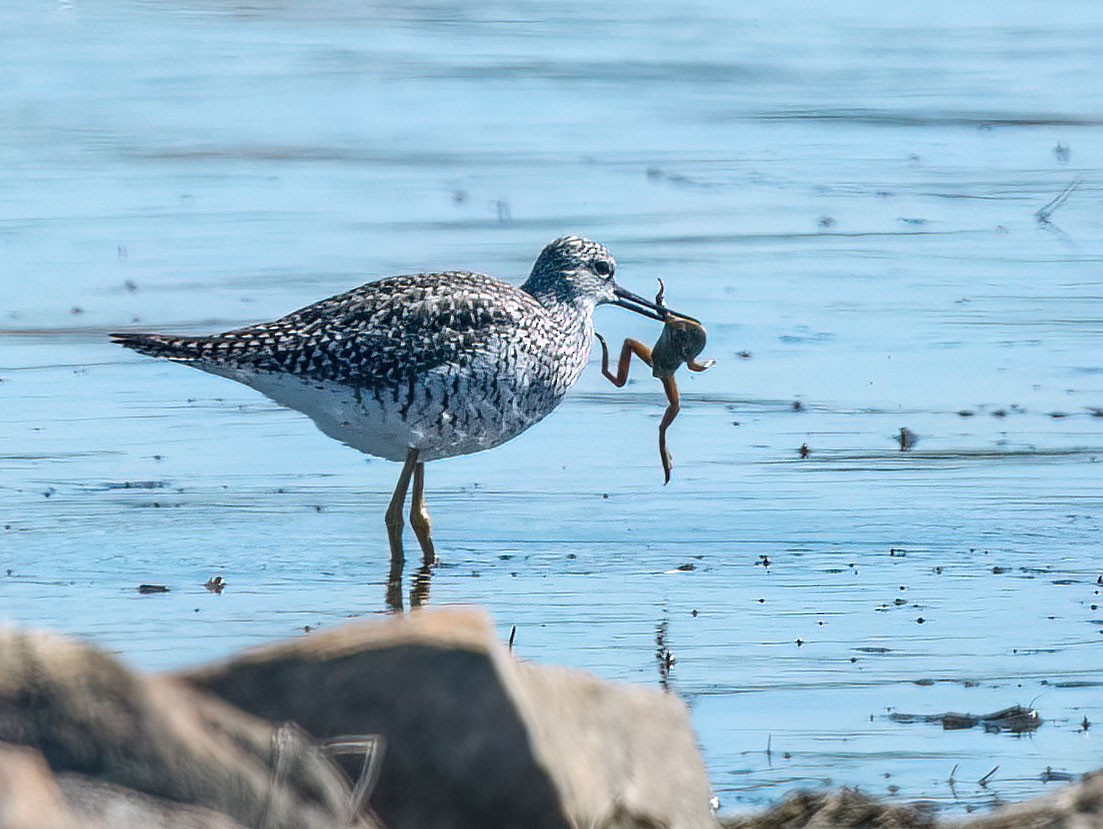 Greater Yellowlegs - Anne-Marie Dufour