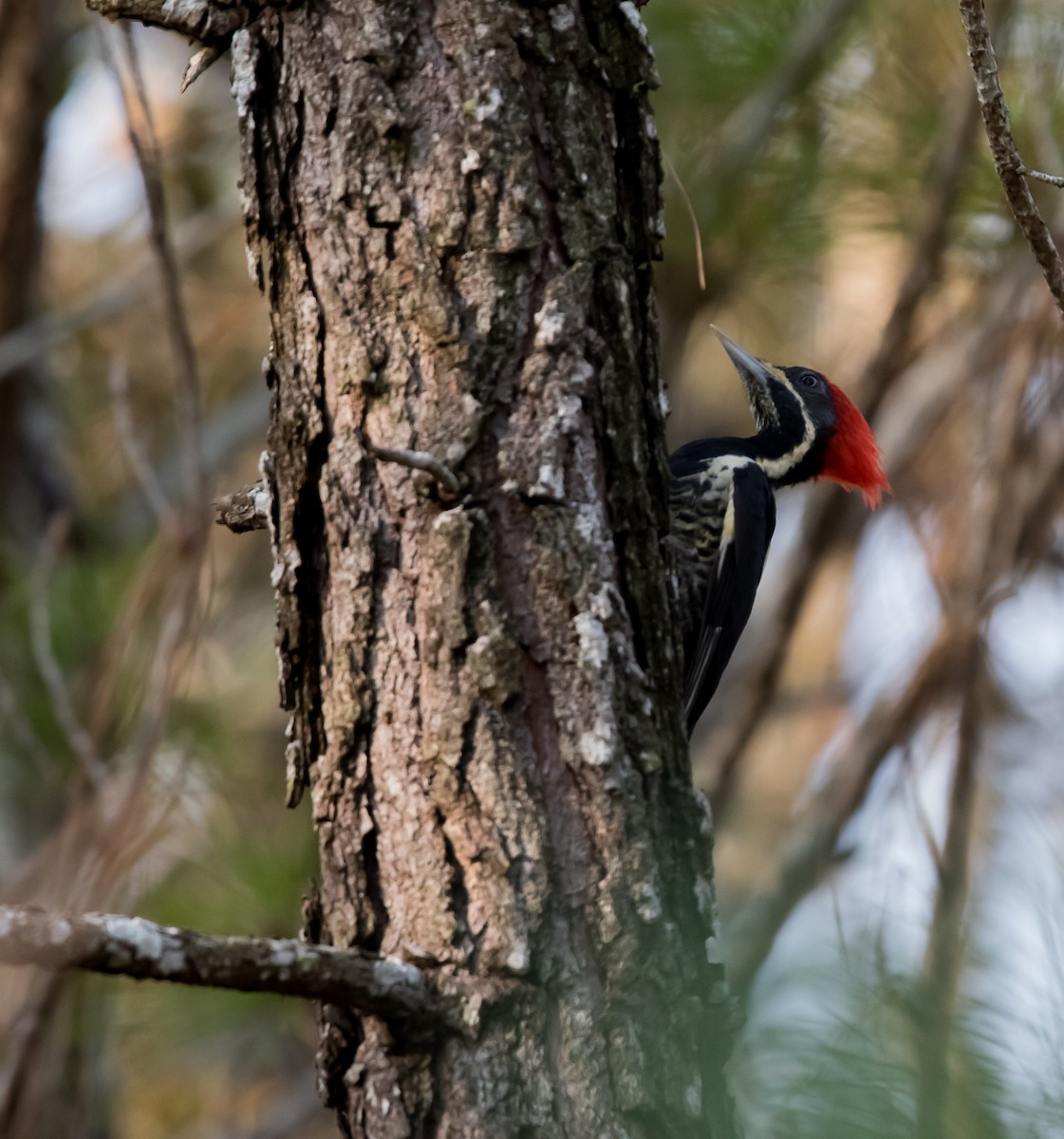 Lineated Woodpecker - Victor Gamez