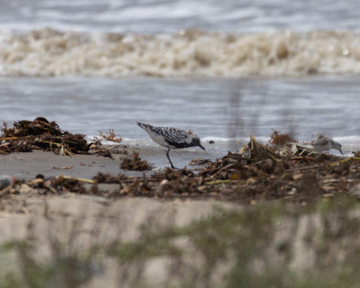 Black-bellied Plover - Ashley Barfield