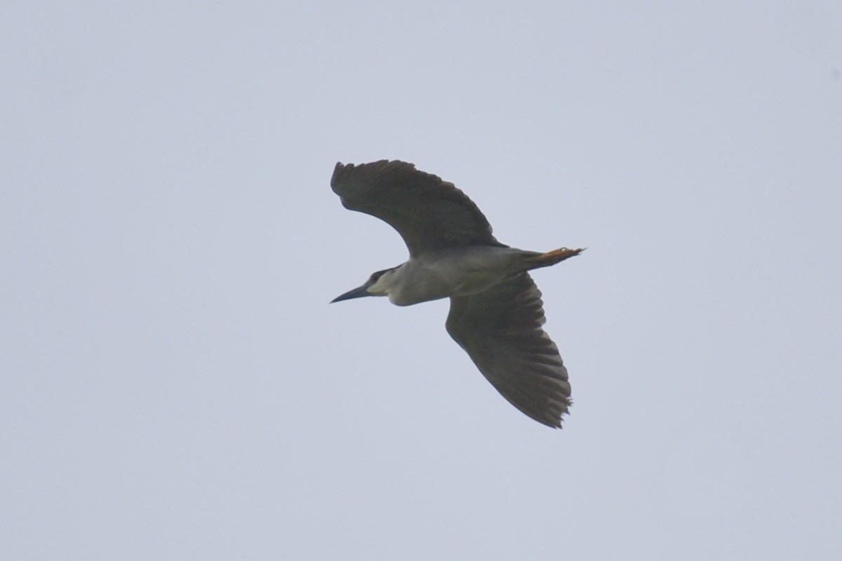 Black-crowned Night Heron - Claire H