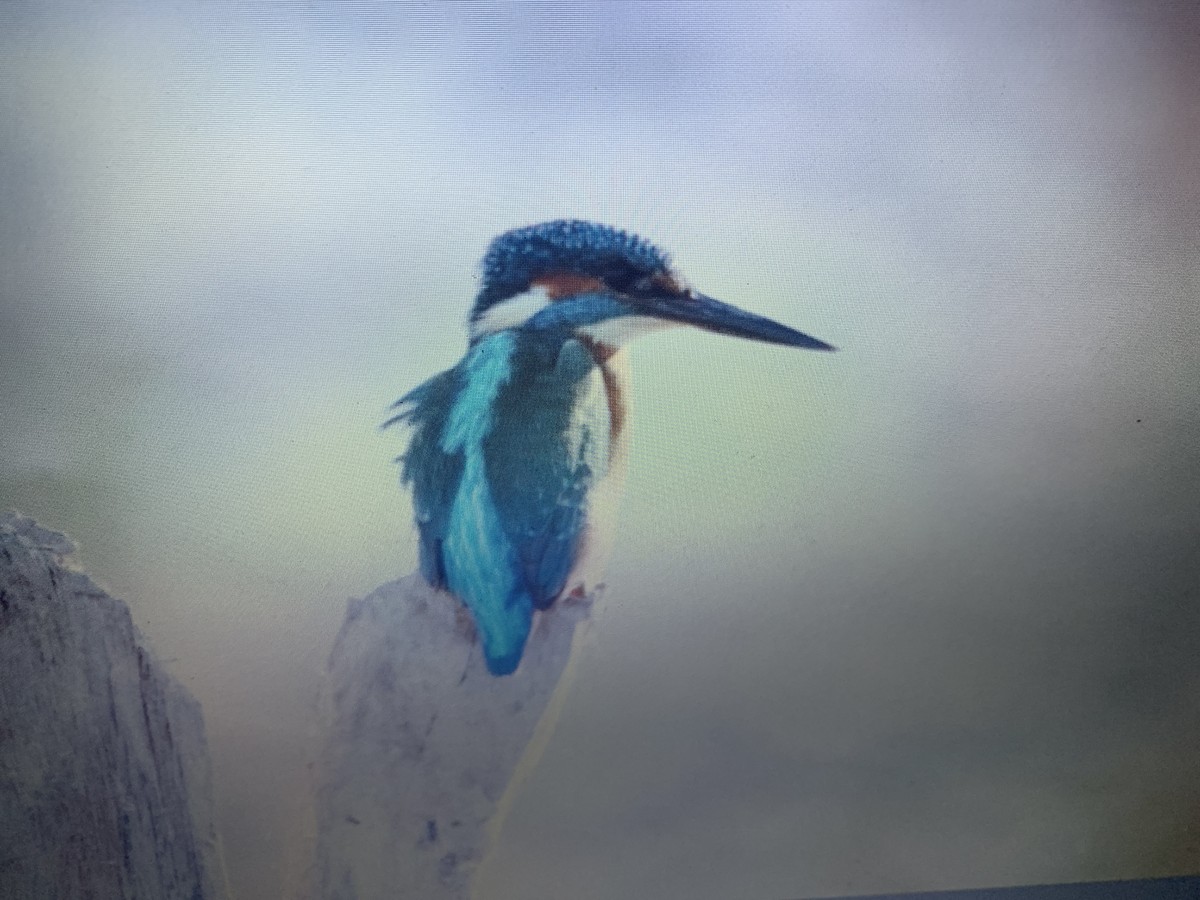 Common Kingfisher - Mahmoud Elshamy