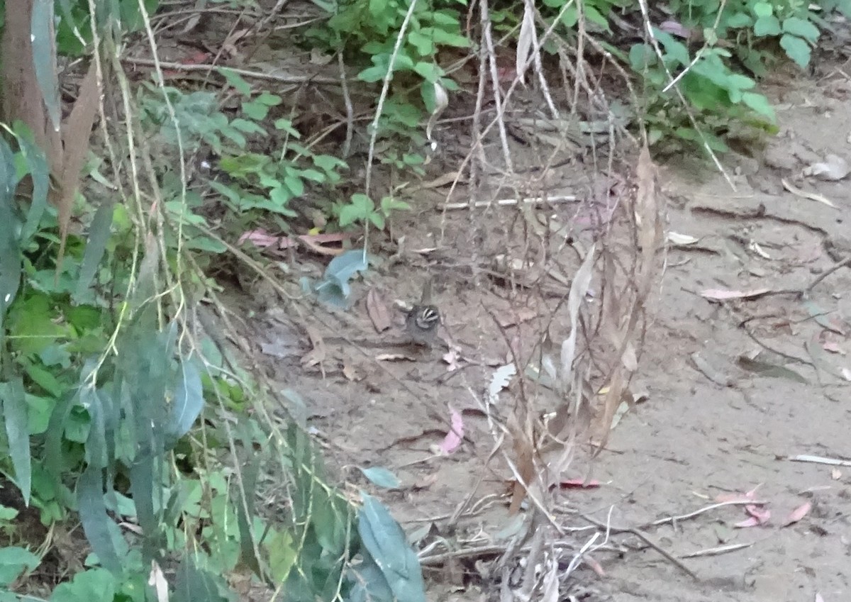 White-throated Sparrow - ML618222462