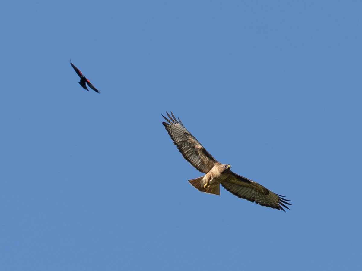 Red-tailed Hawk - ML618222474