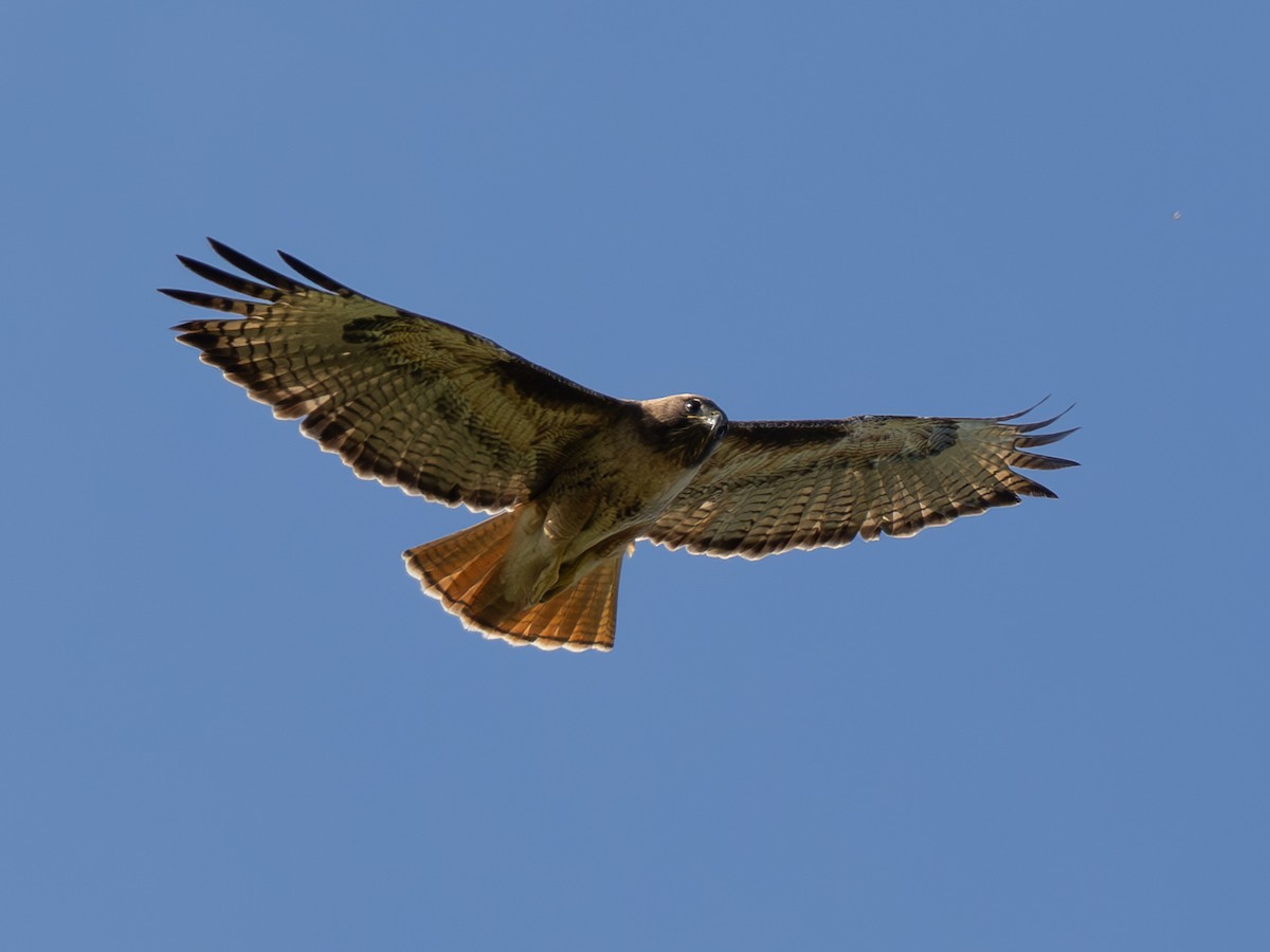 Red-tailed Hawk - ML618222475