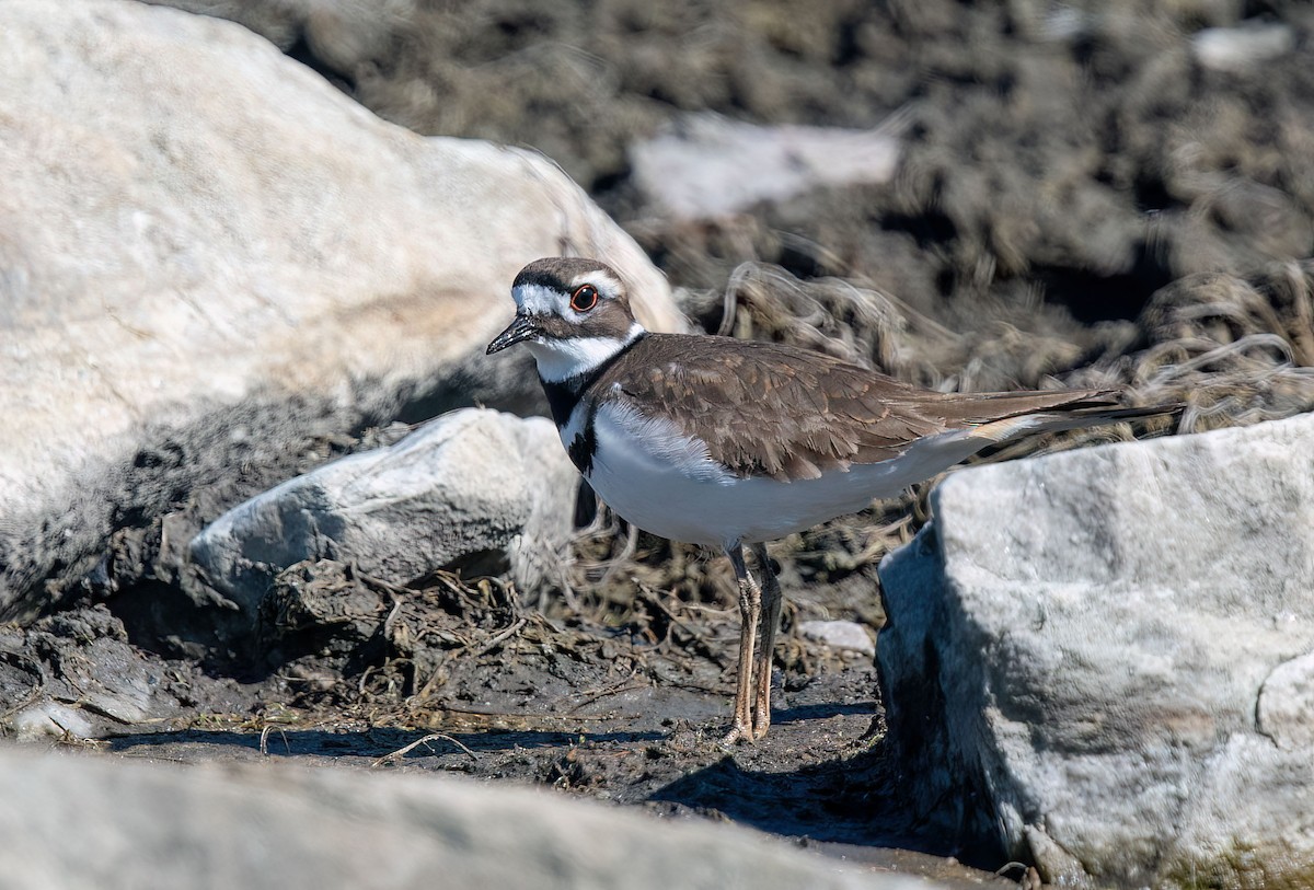 Killdeer - Anne-Marie Dufour